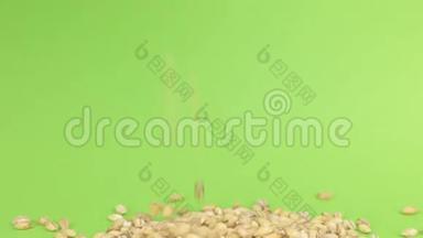 珍珠大麦落在绿色屏风上的珍珠大麦堆上